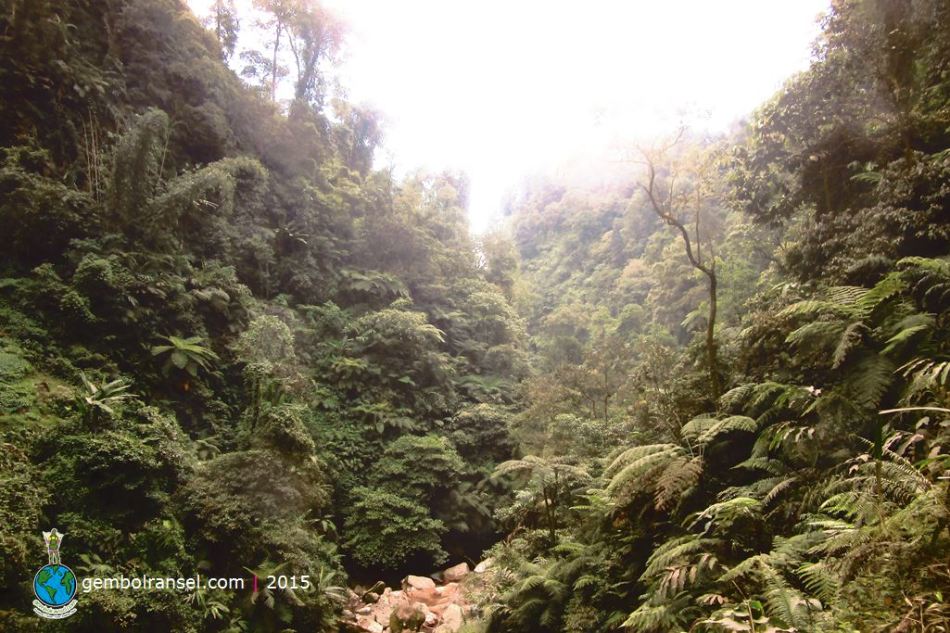 Hutan Curug Seribu