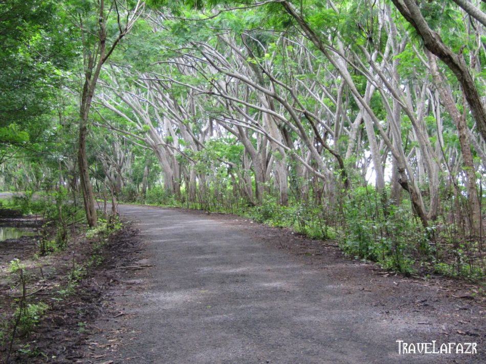 Hutan Lindung Sekaroh