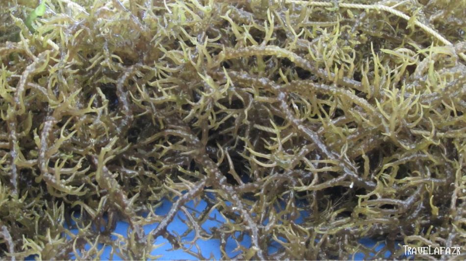 Rumput Laut